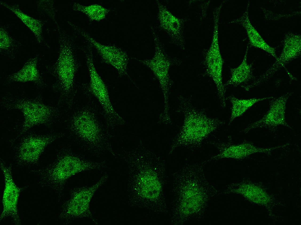 Polyclonal Rabbit anti-Human PPM1A / PP2CA Antibody (Preservative Free, IF, WB)