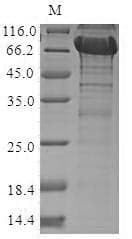 Human NRROS / LRRC33 Protein (Recombinant 10His, N-terminus + Myc, C-terminus)