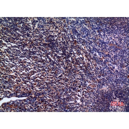 IL28 Antibody (131-180 aa, C-terminal)