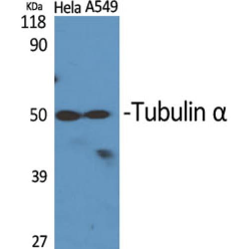 Polyclonal Rabbit anti-Human Alpha Tubulin Antibody (380-460 aa, C-terminal, IHC, IF, WB)