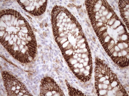 EPLIN Antibody (aa1-275, clone OTI7H8)