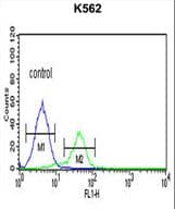 Polyclonal Rabbit anti-Human CD40L Antibody (aa181-207, IHC, WB)