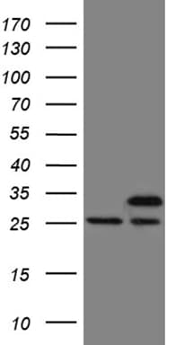 PCMT1 Antibody (aa60-285, clone OTI4A4, Carrier-free)