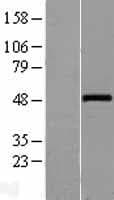 WNT10A Protein (Over-Expression Lysate Myc-DDK (Flag))