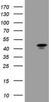 MAFB Antibody (clone OTI3F6)