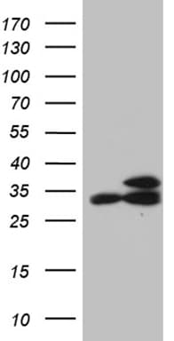 RPL7A / Ribosomal Protein L7a Antibody (aa2-266, clone OTI4D5, Carrier-free)
