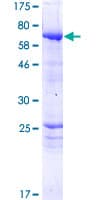 Human PPP2R3C Protein (Recombinant GST)