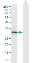 Monoclonal Mouse anti-Human DNALI1 Antibody (clone 2H3, WB)