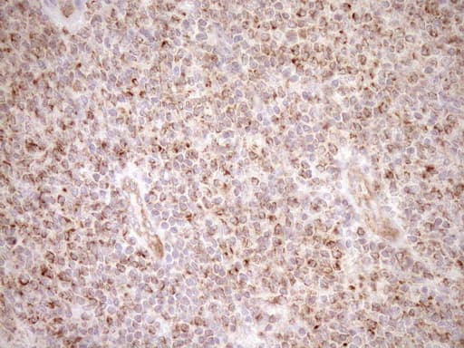 EPLIN Antibody (aa1-275, clone OTI1B4)