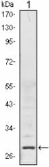 PHAP1 / ANP32A Antibody (clone 8D2)