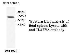 IL27RA Antibody (aa208-480)