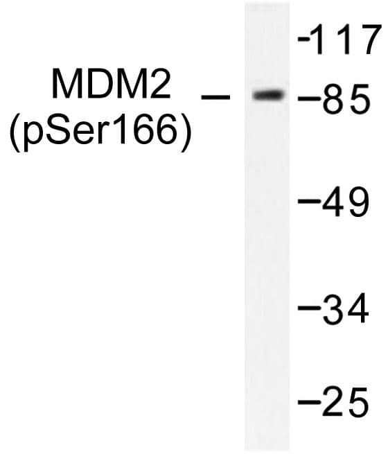 MDM2 Antibody (phospho-Ser166)