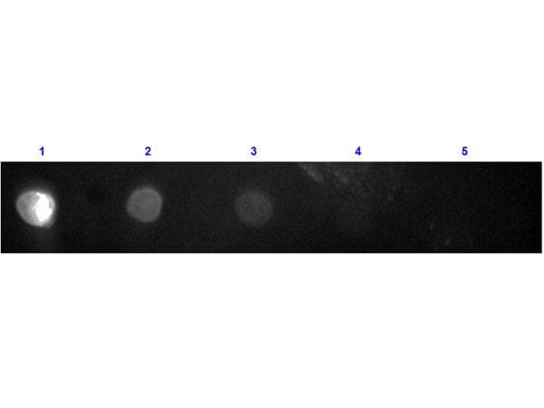 Polyclonal Goat Anti-Rabbit IgG Fc Secondary Antibody (TR, IF)