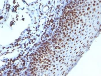 Histone Antibody (clone 1415-1)