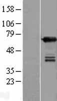 UPF3B Protein (Over-Expression Lysate Myc-DDK (Flag))