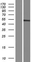 Human GCNT7 Protein (Over-Expression Lysate Myc-DDK (Flag))