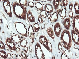 PSMA6 Antibody (clone OTI7C2)