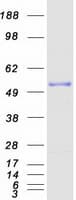 Human ERLEC1 Protein (Recombinant Myc-DDK (Flag))