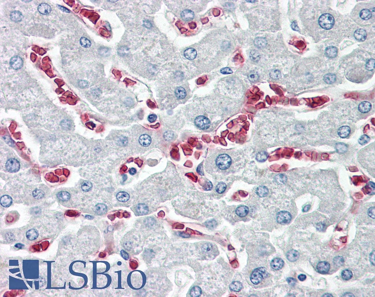 KARS Antibody (C-Terminus)
