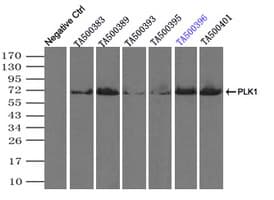 PLK1 / PLK-1 Antibody (clone OTI5C1)