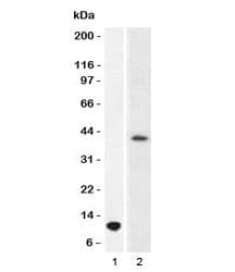 ARG1 / Arginase 1 Antibody (C-Terminus, clone T1ARG-1)