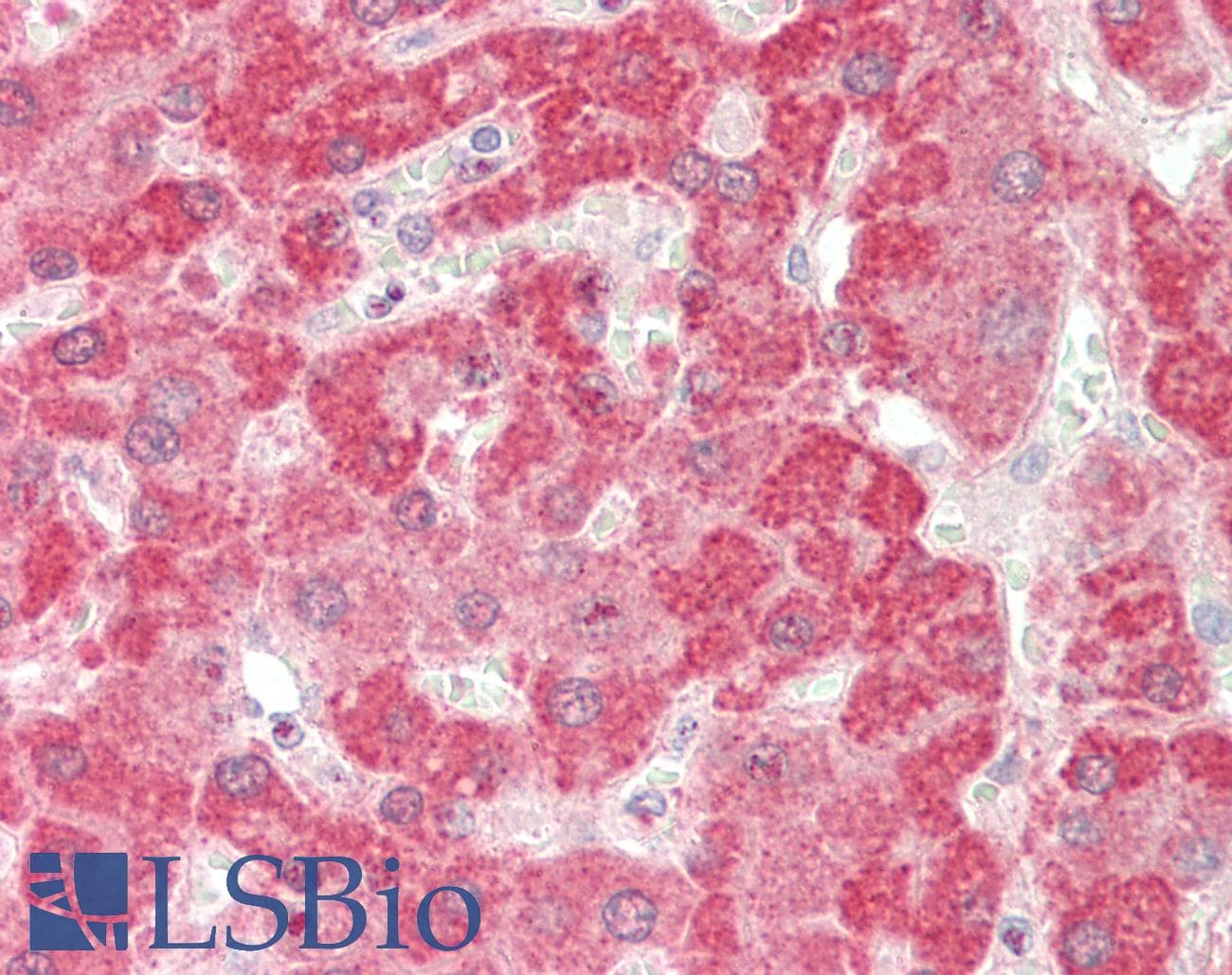 Polyclonal Rabbit anti-Human ACTRIIB / ACVR2B Antibody (aa323-372, IHC, WB)