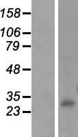 INMT Protein (Over-Expression Lysate Myc-DDK (Flag))