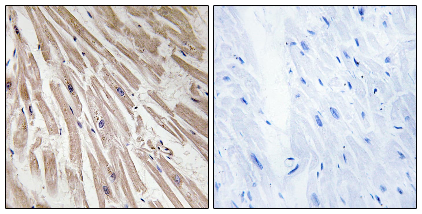RCS / ARPP-21 Antibody (aa211-260)