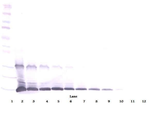IL9 Antibody