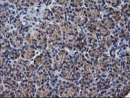 PON1 / ESA Antibody (clone OTI1F7)