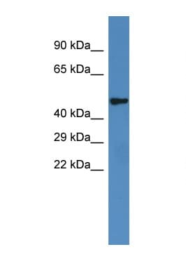 Polyclonal Rabbit anti-Rat IRX6 Antibody (aa200-249, WB)