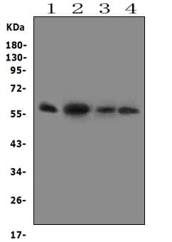 FMO5 Antibody (aa77-90)