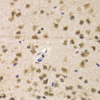 CDK7 Antibody