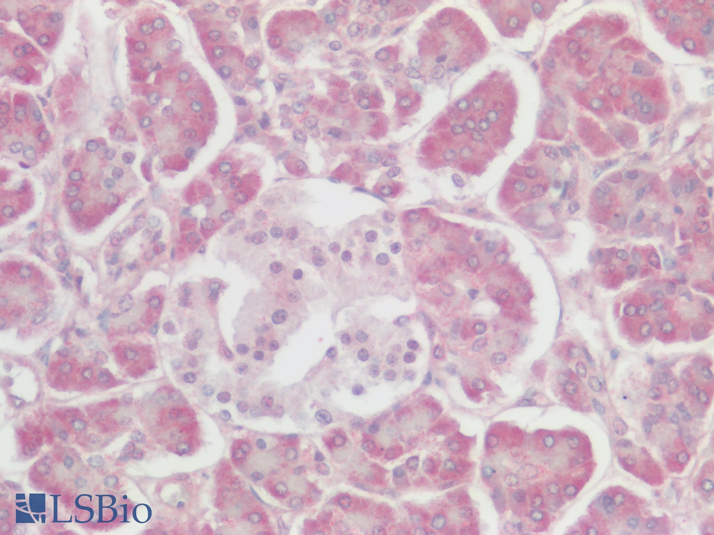 PathPlus™ CHRM3 / M3 Antibody (C-Terminus)
