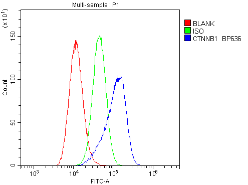 CTNNB1 / Beta Catenin Antibody