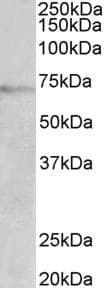 IHC-plus™ DBH/Dopamine Beta Hydroxylase Antibody (aa437-448)