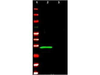 IHC-plus™ ING4 Antibody (aa150-175)