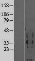 CEACAM4 Protein (Over-Expression Lysate Myc-DDK (Flag))