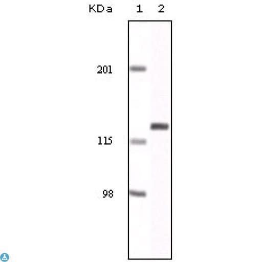 EPHA2 / EPH Receptor A2 Antibody