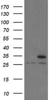 PSMA6 Antibody (clone OTI1F3, Carrier-free)