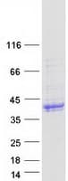 Human MAdCAM-1 Protein (Recombinant Myc-DDK (Flag))