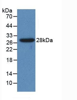 CYP1A1 Antibody (aa1-250)