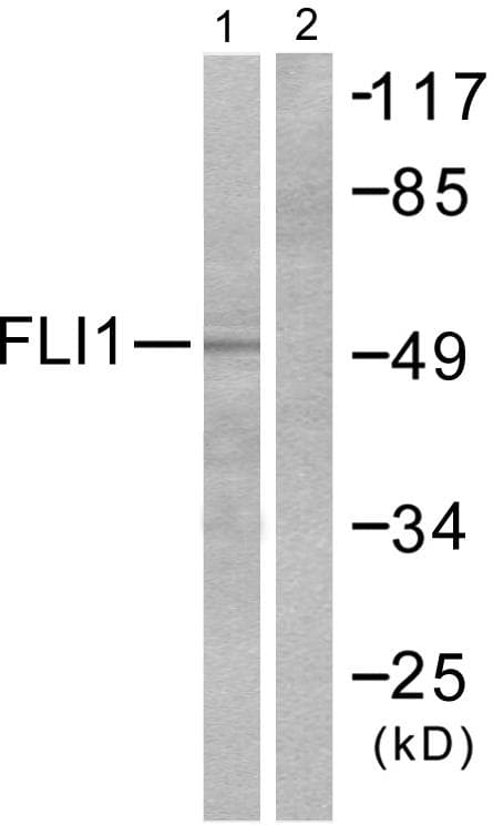 FLI1 Antibody