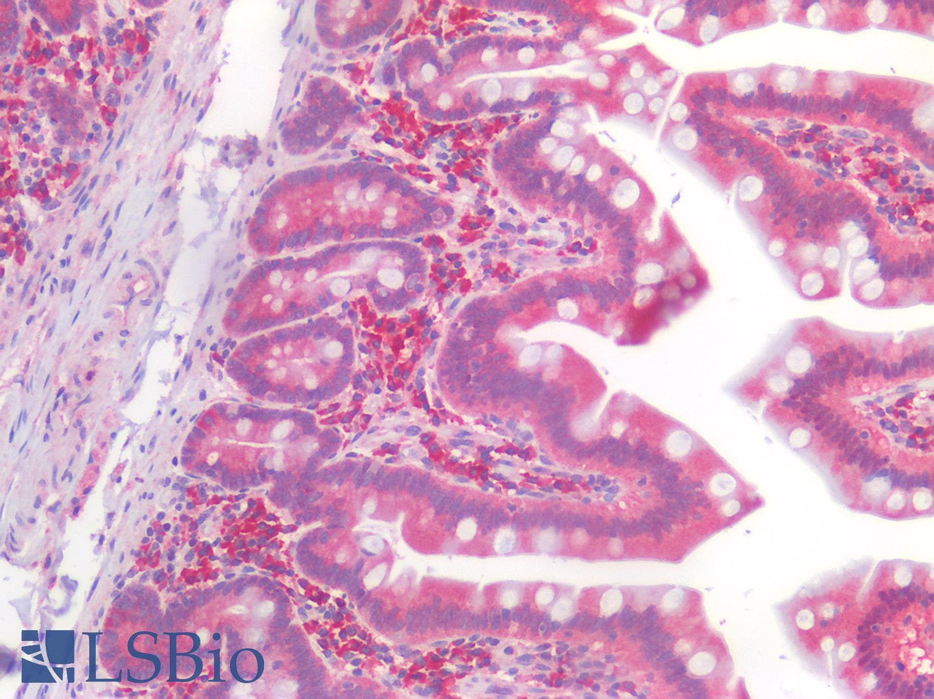 IHC-plus™ FOLH1 / PSMA Antibody