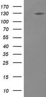 PIK3CG / PI3K Gamma Antibody (clone OTI4B6, Carrier-free)
