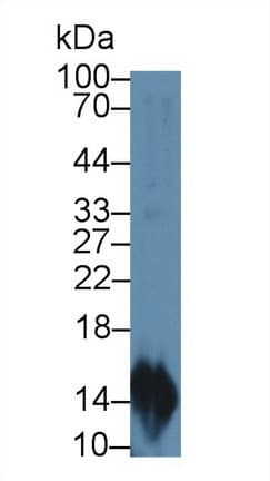 CCL20 / MIP-3-Alpha Antibody (aa24-95)