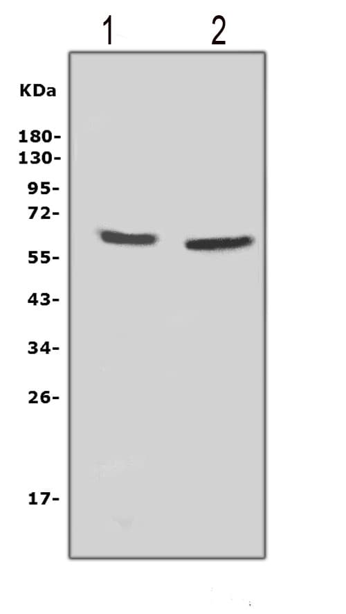CYBB / NOX2 / gp91phox Antibody (aa442-459)