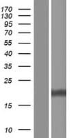 RPS27A Protein (Over-Expression Lysate Myc-DDK (Flag))