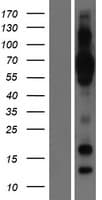 Human GLMP / C1orf85 Protein (Over-Expression Lysate Myc-DDK (Flag))