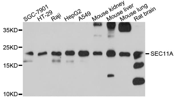 SPC18 / SEC11A Antibody